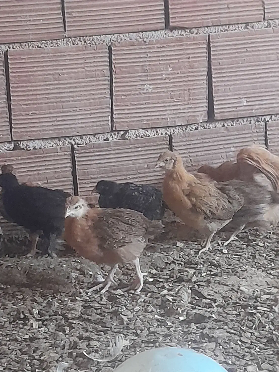 جوجه محلی|حیوانات مزرعه|قائم‌شهر, |دیوار