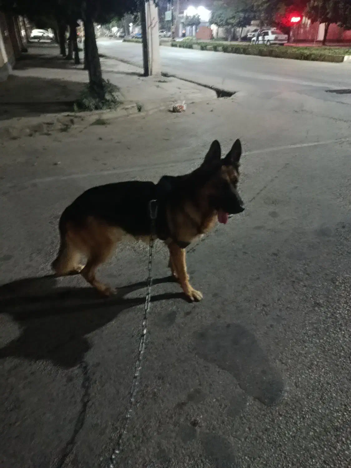 ژرمن شپرد نر|سگ|گنبد کاووس, |دیوار