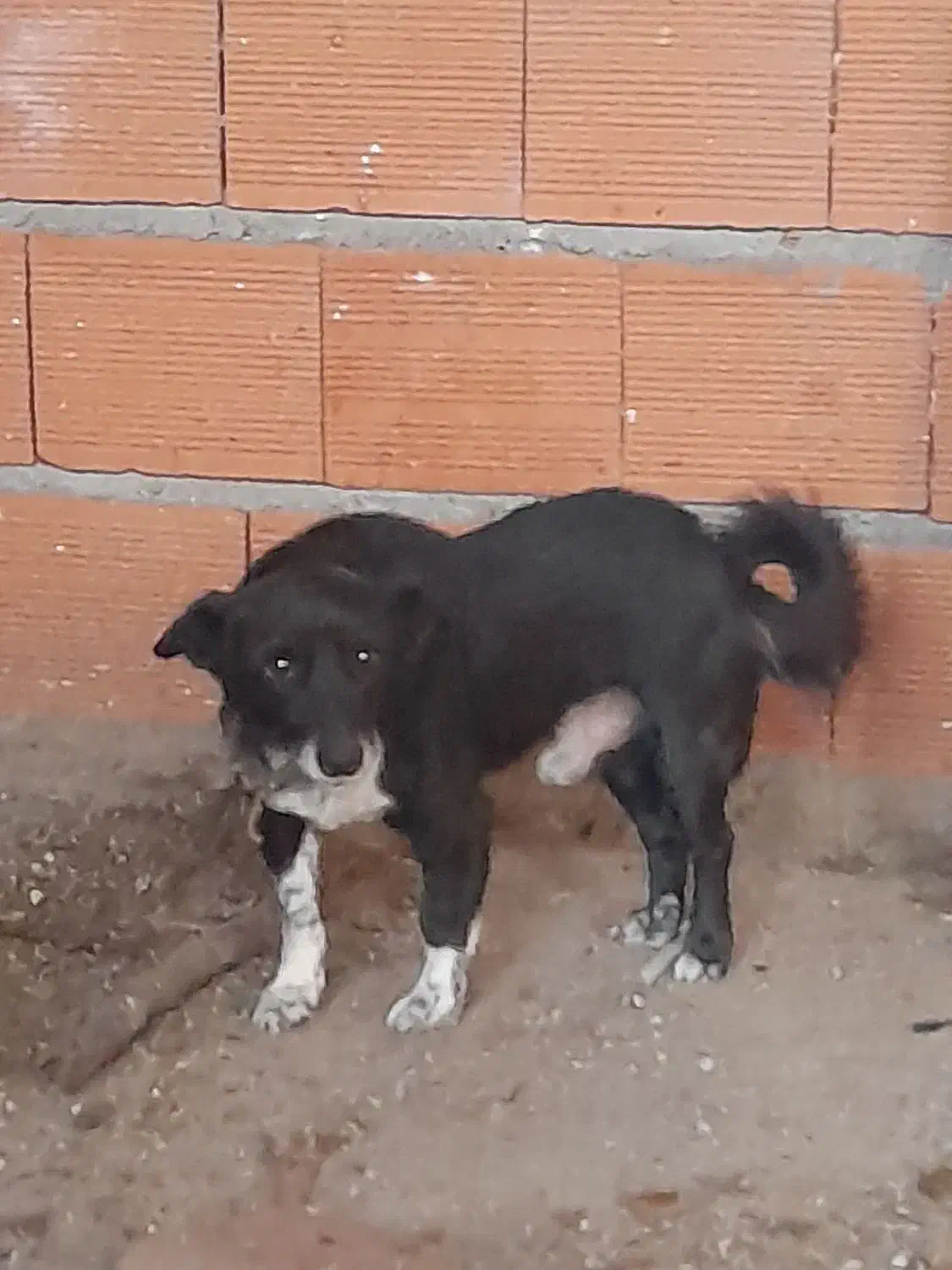 سگ پاکوتاه|سگ|بهشهر, |دیوار