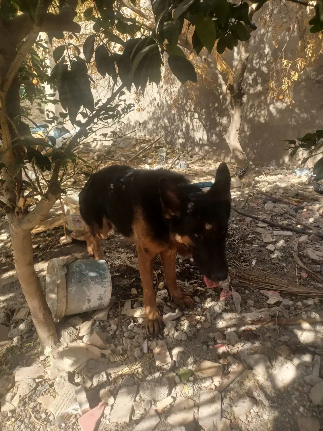 سگ کینگ،،|سگ|درب بهشت, |دیوار