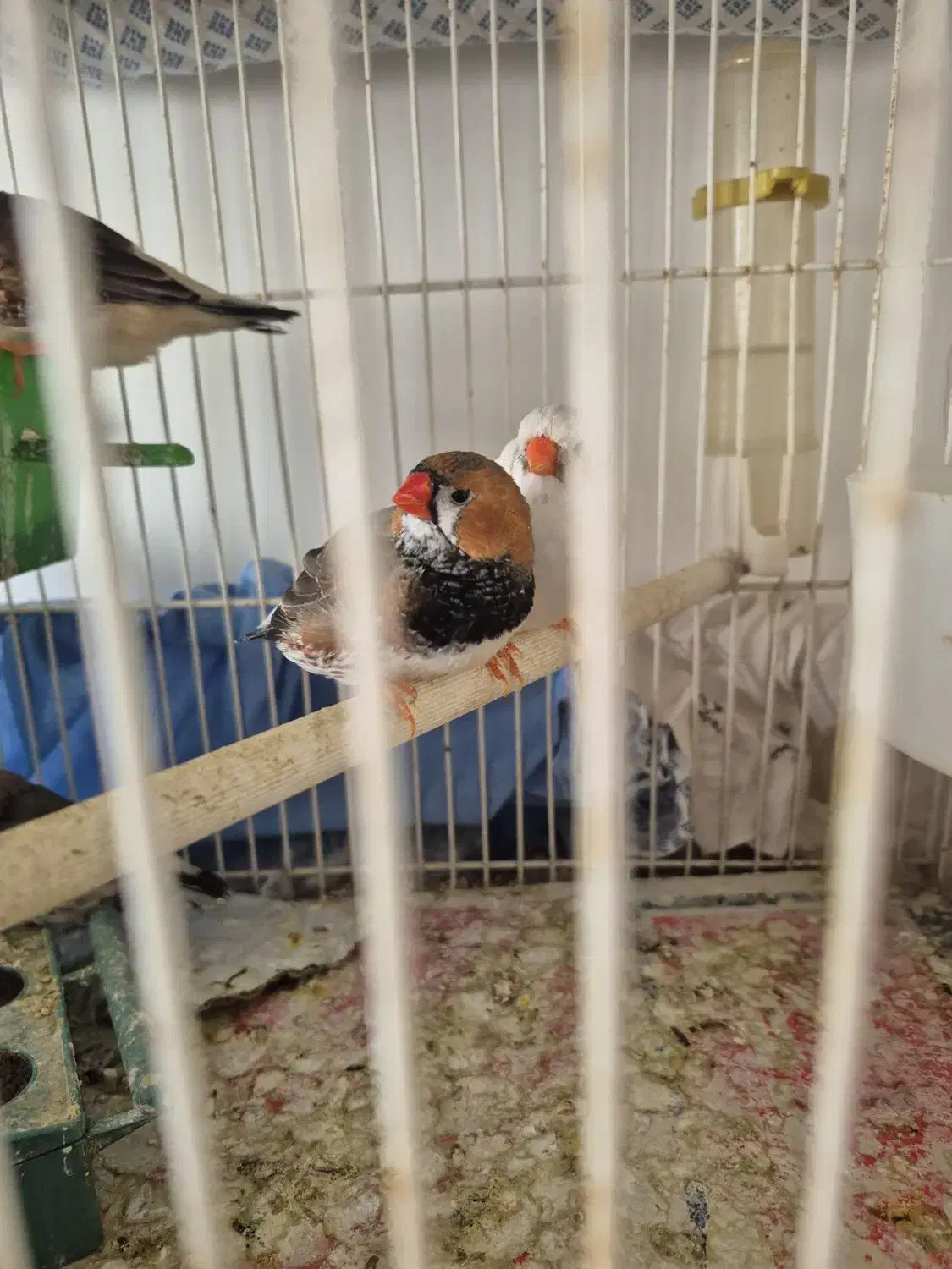 فنچ کینگ|پرنده|بندرعباس, |دیوار