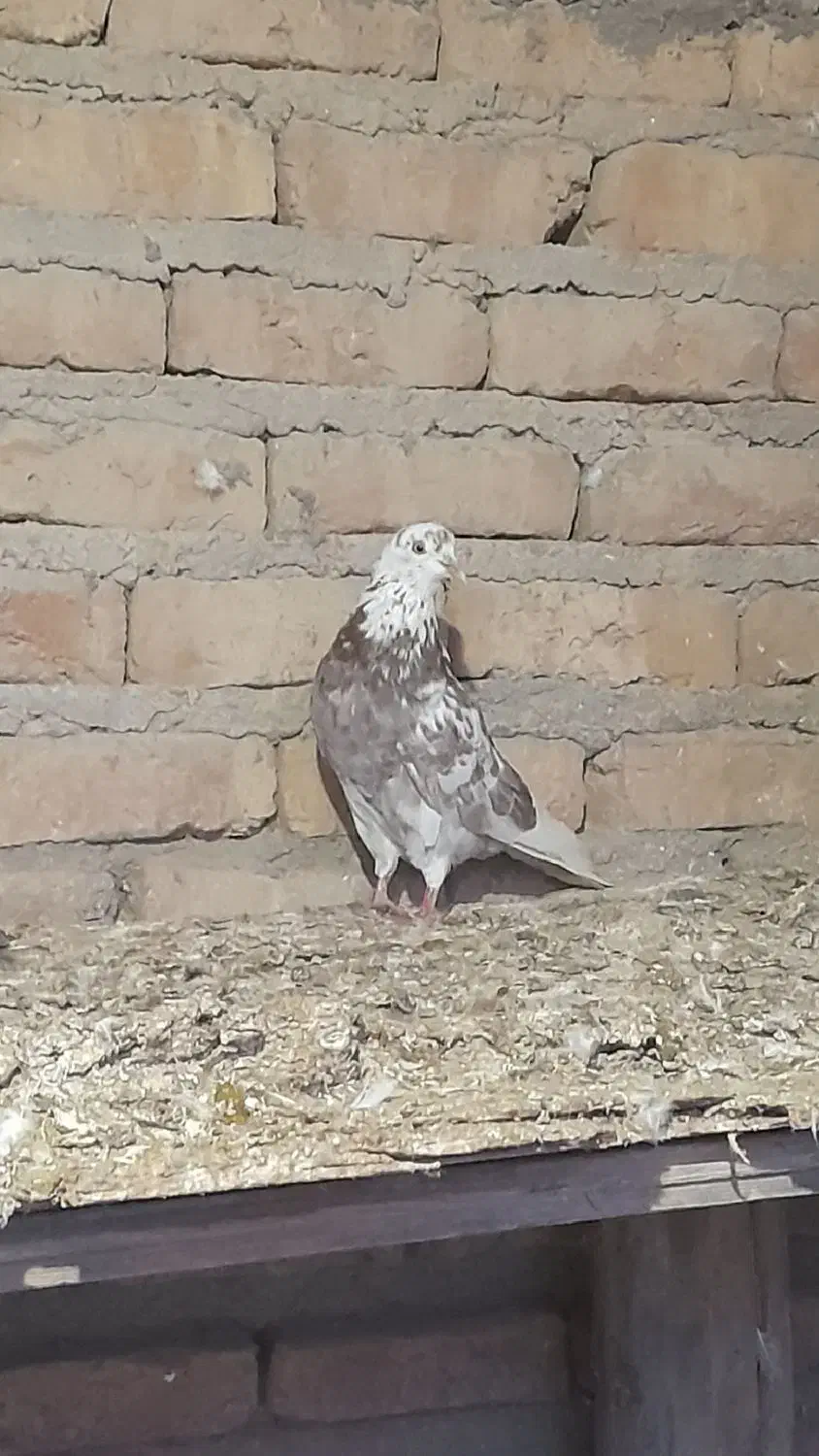 کبوتربرشی دونه ۲۰۰|پرنده|گمیشان, |دیوار