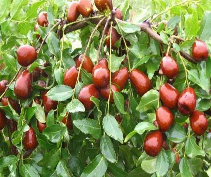 شرکت نهال های تضمینی|خدمات باغبانی و درختکاری|قزوین, |دیوار