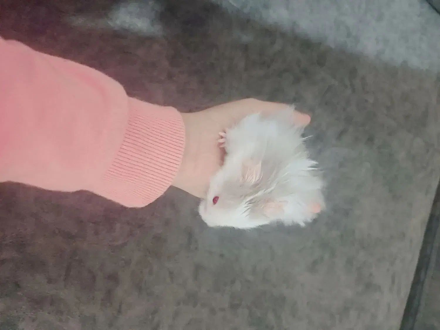 همستر|موش و خرگوش|سنندج, |دیوار