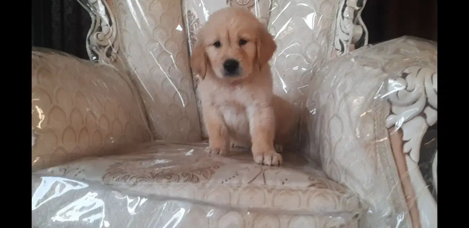 گلدن رتریور|سگ|تهران, پردیسان|دیوار