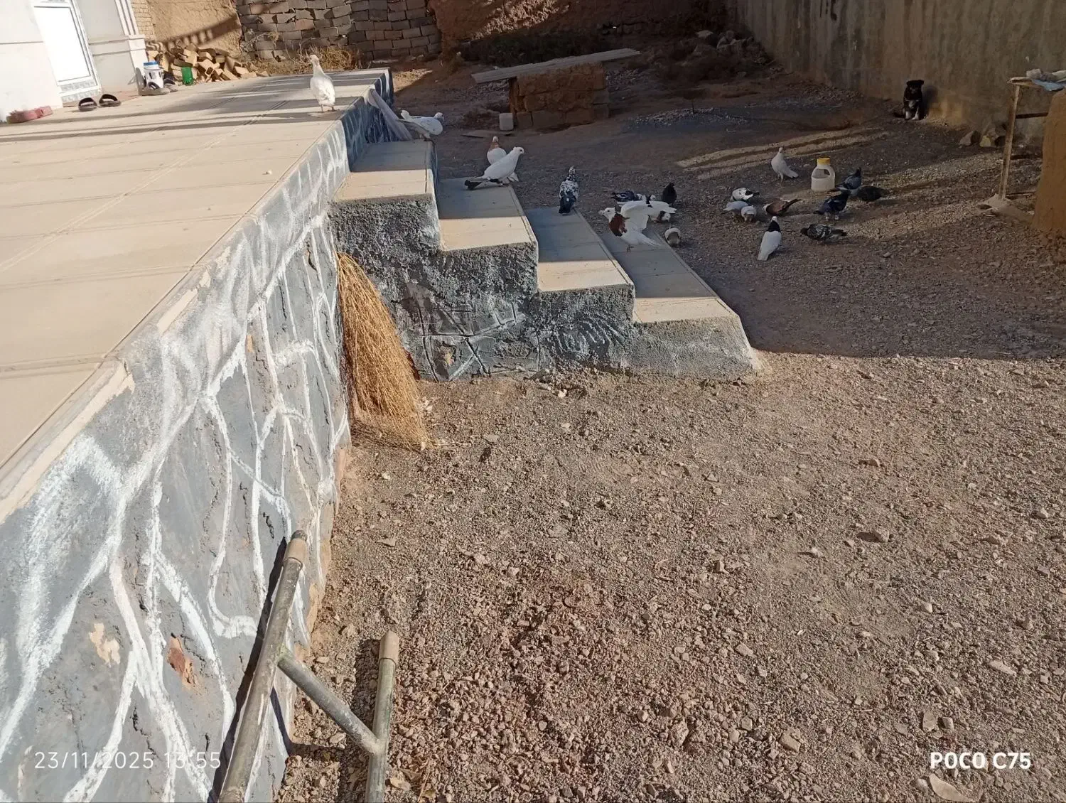 ۳۲تاکفترپرشی وجفتگاه ارزون|پرنده|سبزوار, هویزه|دیوار