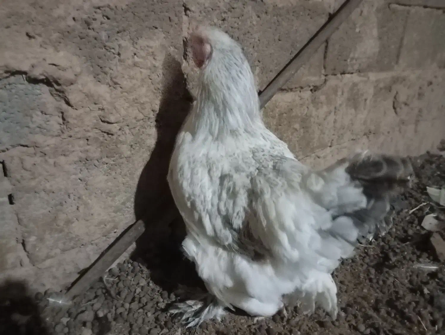 مرغ|حیوانات مزرعه|تربت‌حیدریه, حاجی یار‎|دیوار