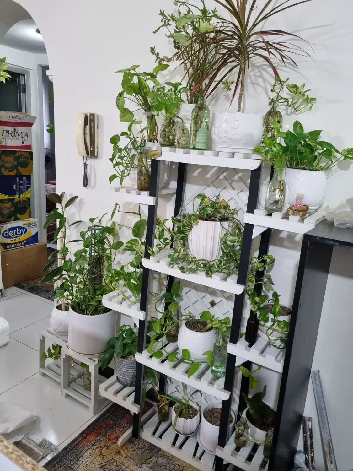 باکس گل پی وی سی ضد اب|گل و گیاه طبیعی|مشهد, کوشش|دیوار