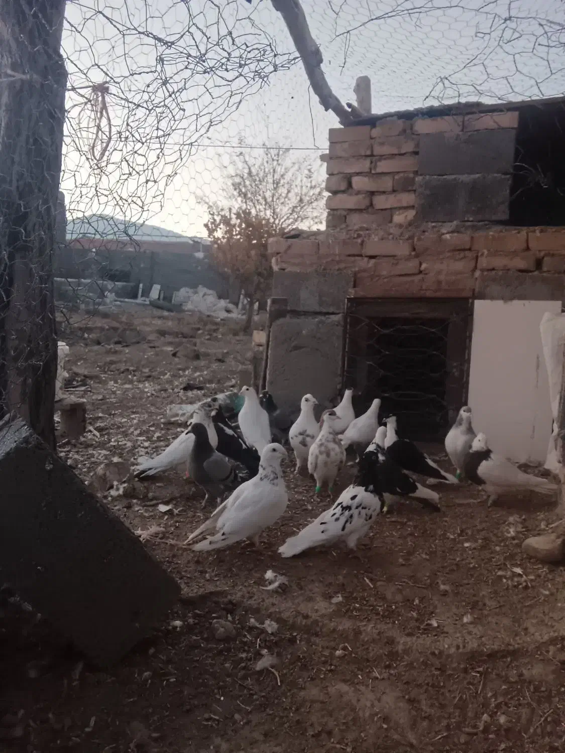 ۱۷تاکبوتر پرشی زدوخوردی|پرنده|تربت جام, میان جام|دیوار