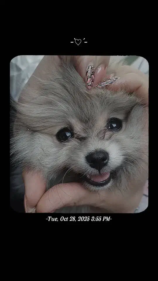 پامرین|سگ|فولادشهر, B1|دیوار