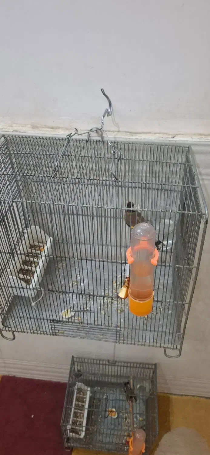 پرنده سهره|پرنده|قرچک, فردیس|دیوار