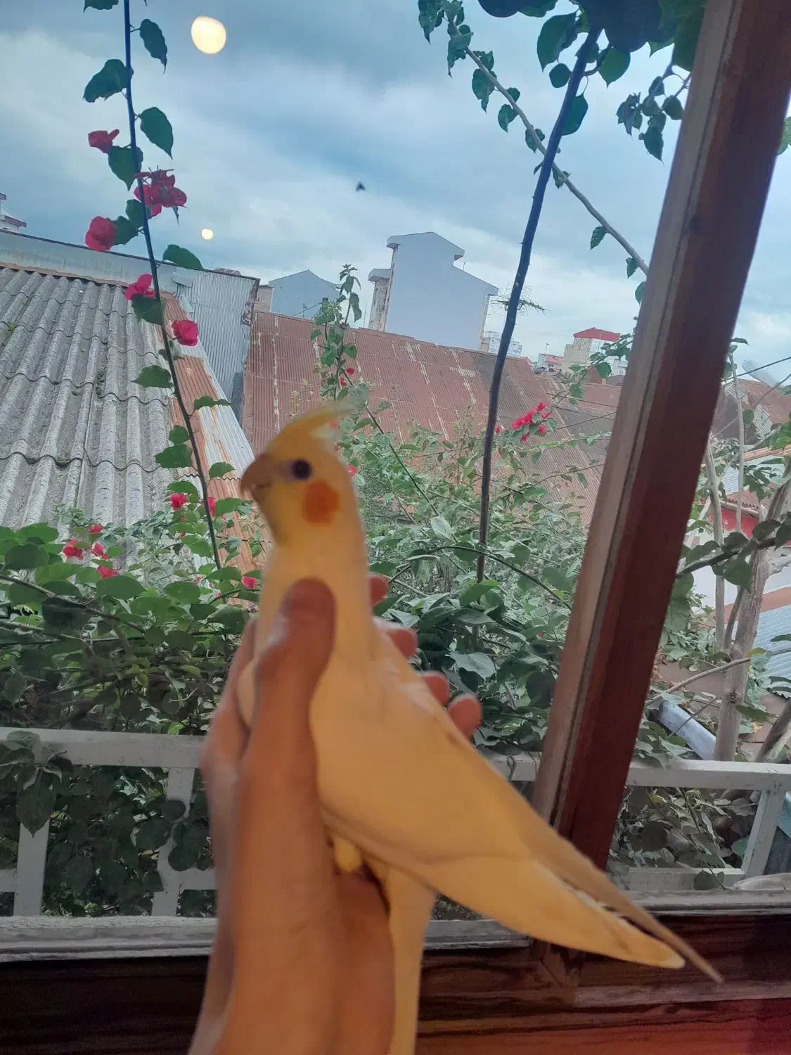 عروس هلندی لوتینو|پرنده|رشت, امین الضرب|دیوار