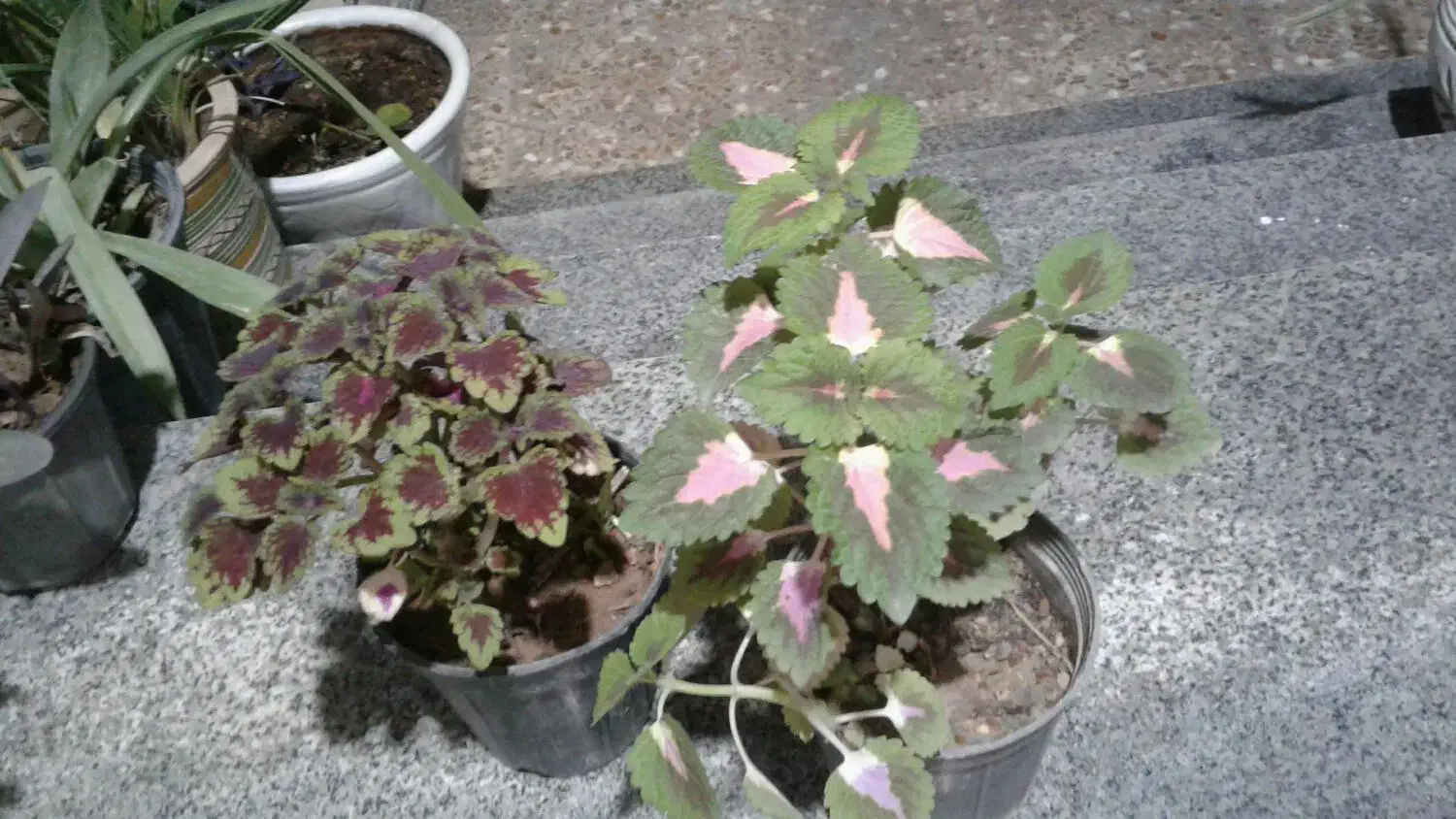 گل وگیاه طبیعی باقیمت مناسب|گل و گیاه طبیعی|برازجان, |دیوار