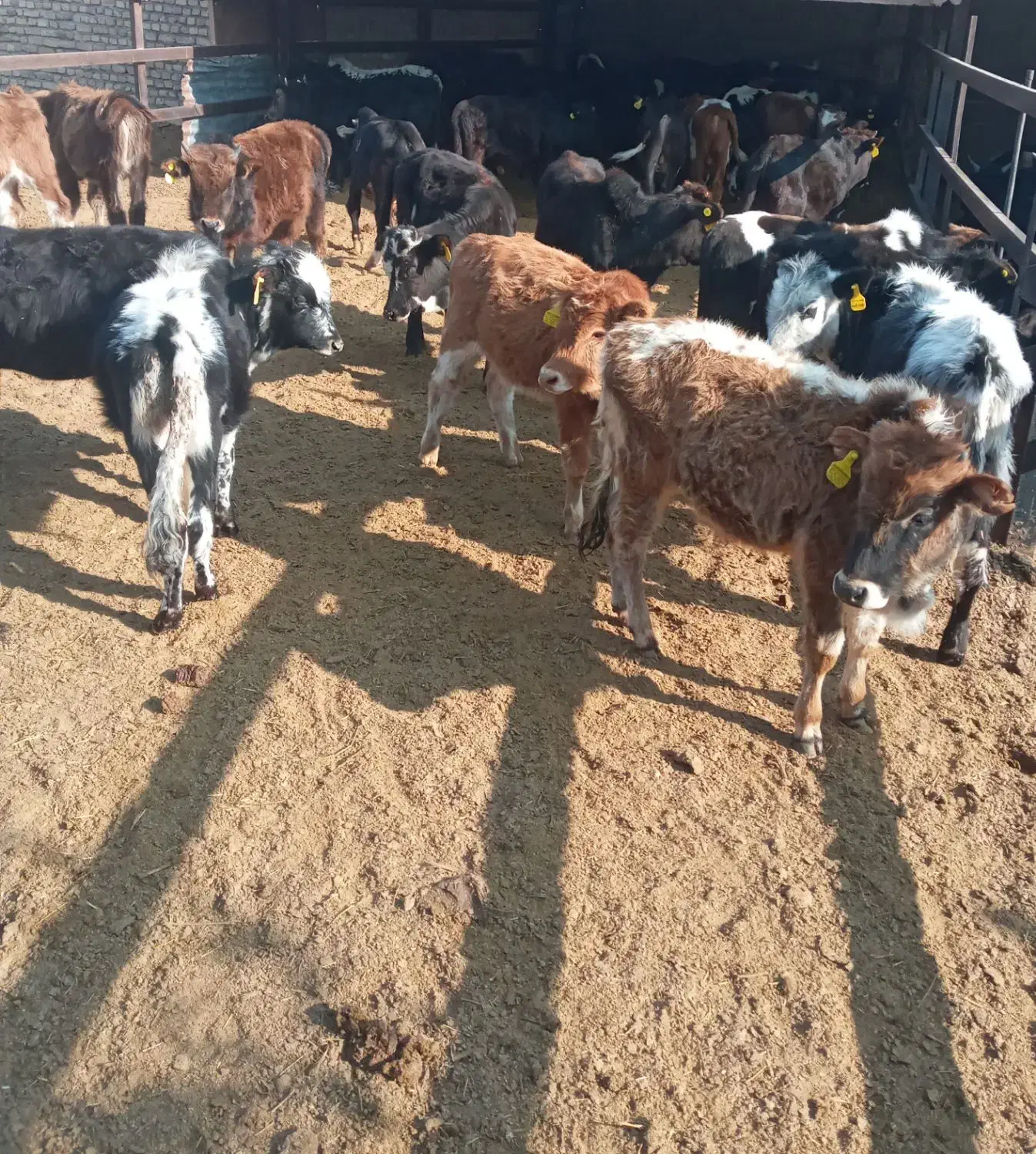 گوساله گیل وگیلدورگ واکسن تب برفکی خورده ۴۳ملیون|حیوانات مزرعه|پیشوا, |دیوار