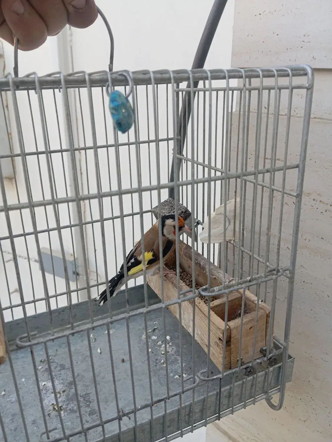 سهره سرسیاه|پرنده|سیدان, |دیوار