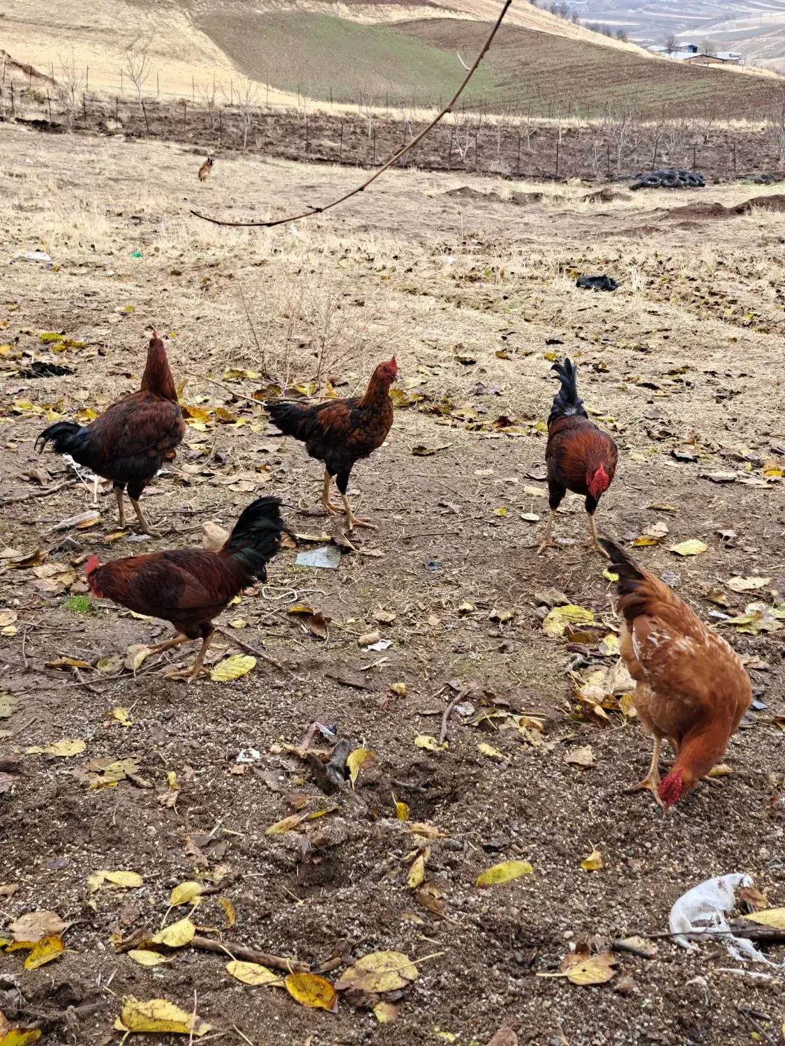 خروس کردی محلی|حیوانات مزرعه|جوانرود, |دیوار