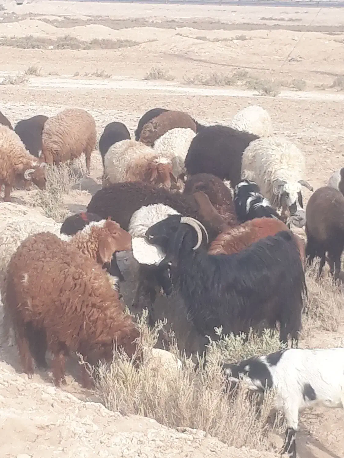 فروش بره چاق درجه یک گوشتی وزنده ونذری خونریزی|حیوانات مزرعه|بندر امام خمینی, |دیوار