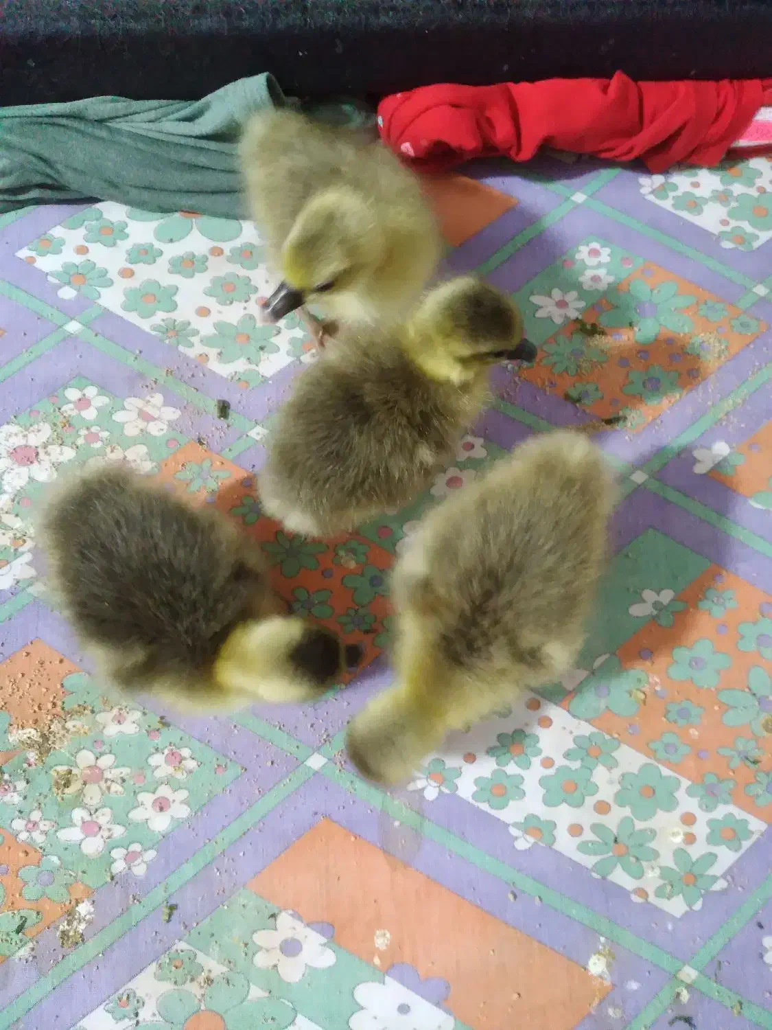 جوجه غاز|حیوانات مزرعه|گلوگاه بابل (گلیا), |دیوار