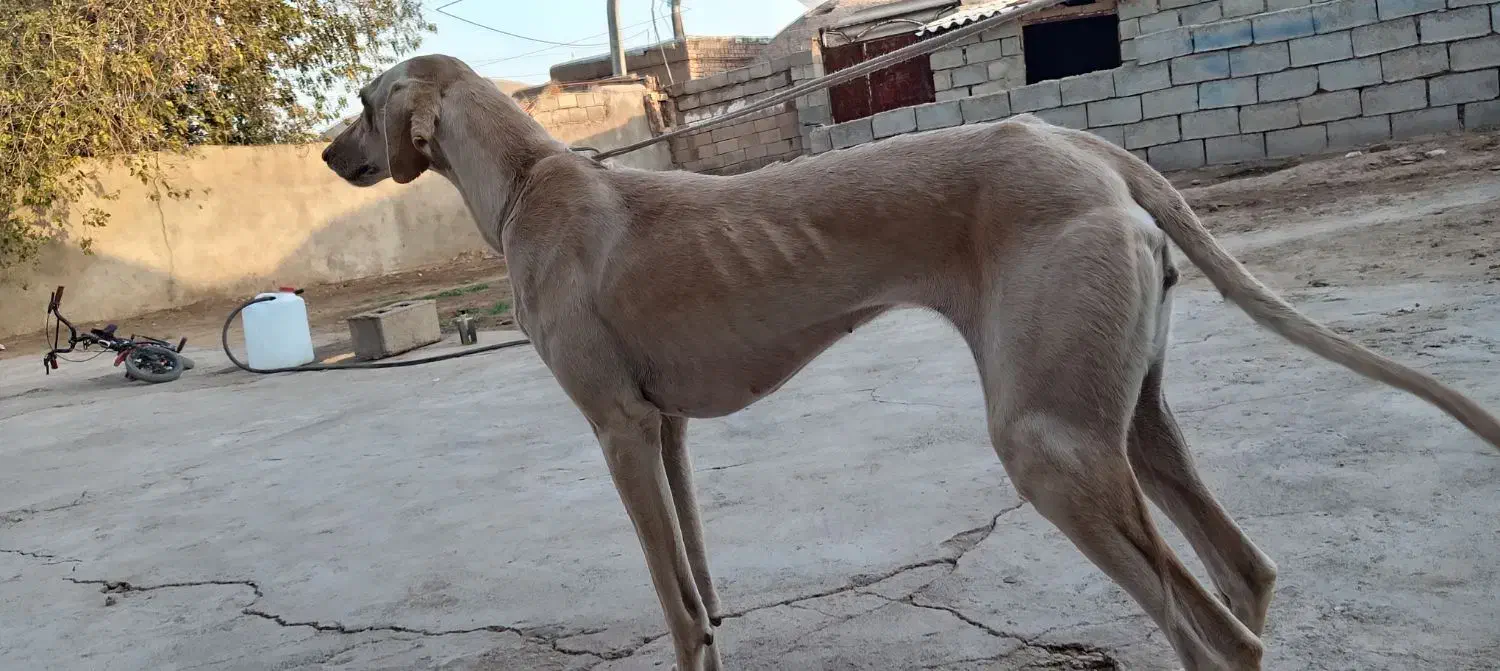 سگ تازی شکاری|سگ|جرقویه, |دیوار