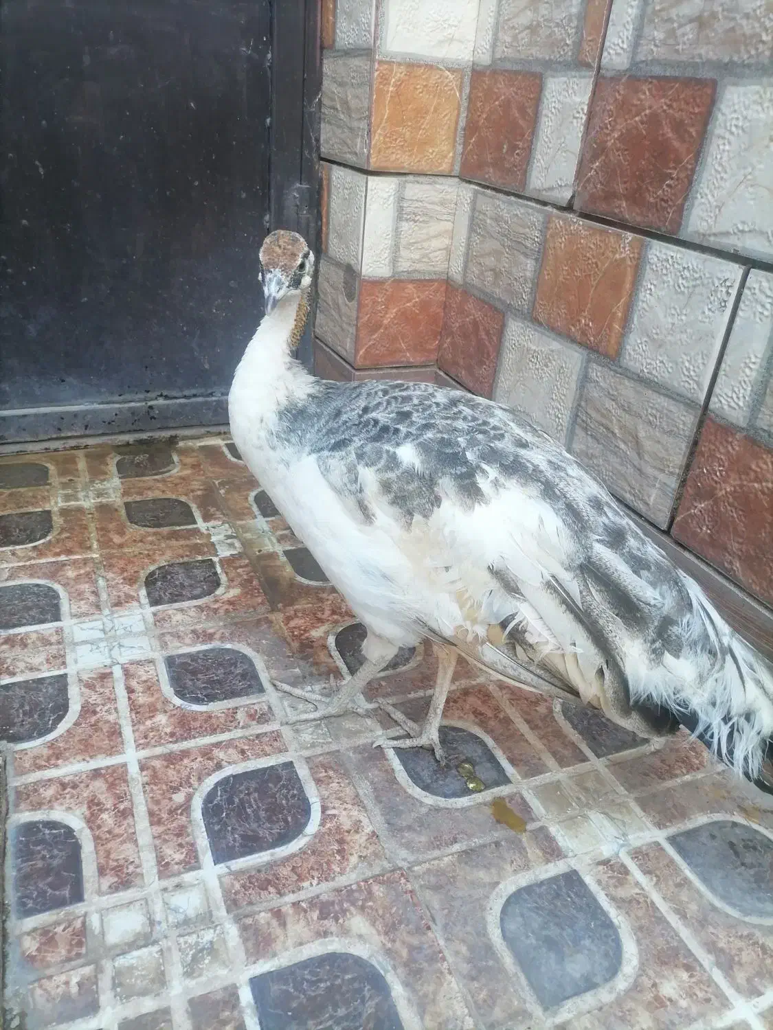 خروس وطاووس|حیوانات مزرعه|بیرجند, |دیوار