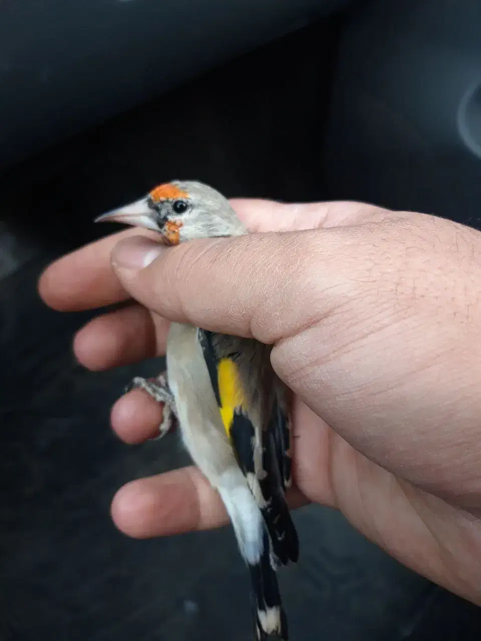 سقا.سهره کرمونی منطقه بافت|پرنده|کرمان, |دیوار