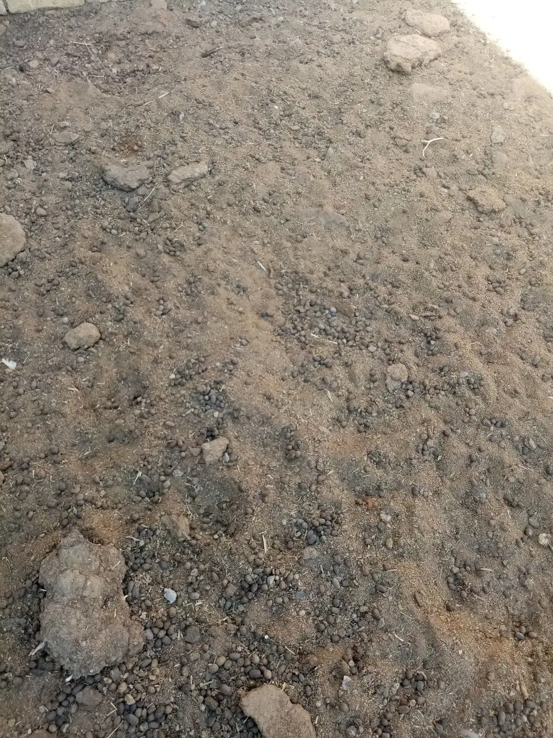 کود گوسفندی|حیوانات مزرعه|رشتخوار, |دیوار