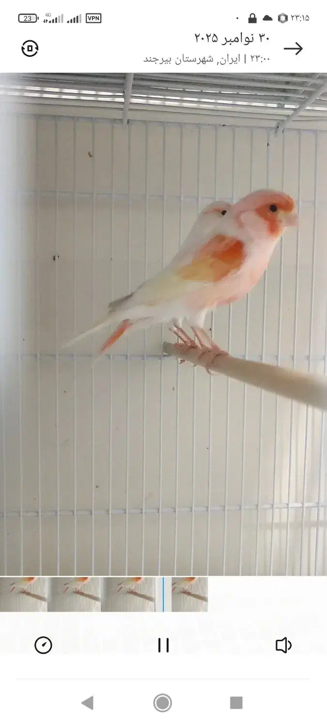 جفت قناری موزاییکی|پرنده|بیرجند, |دیوار