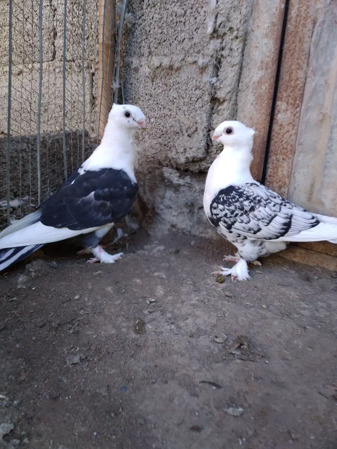 کبوتر بلژیکی سیلور فروشی|پرنده|بابل, |دیوار