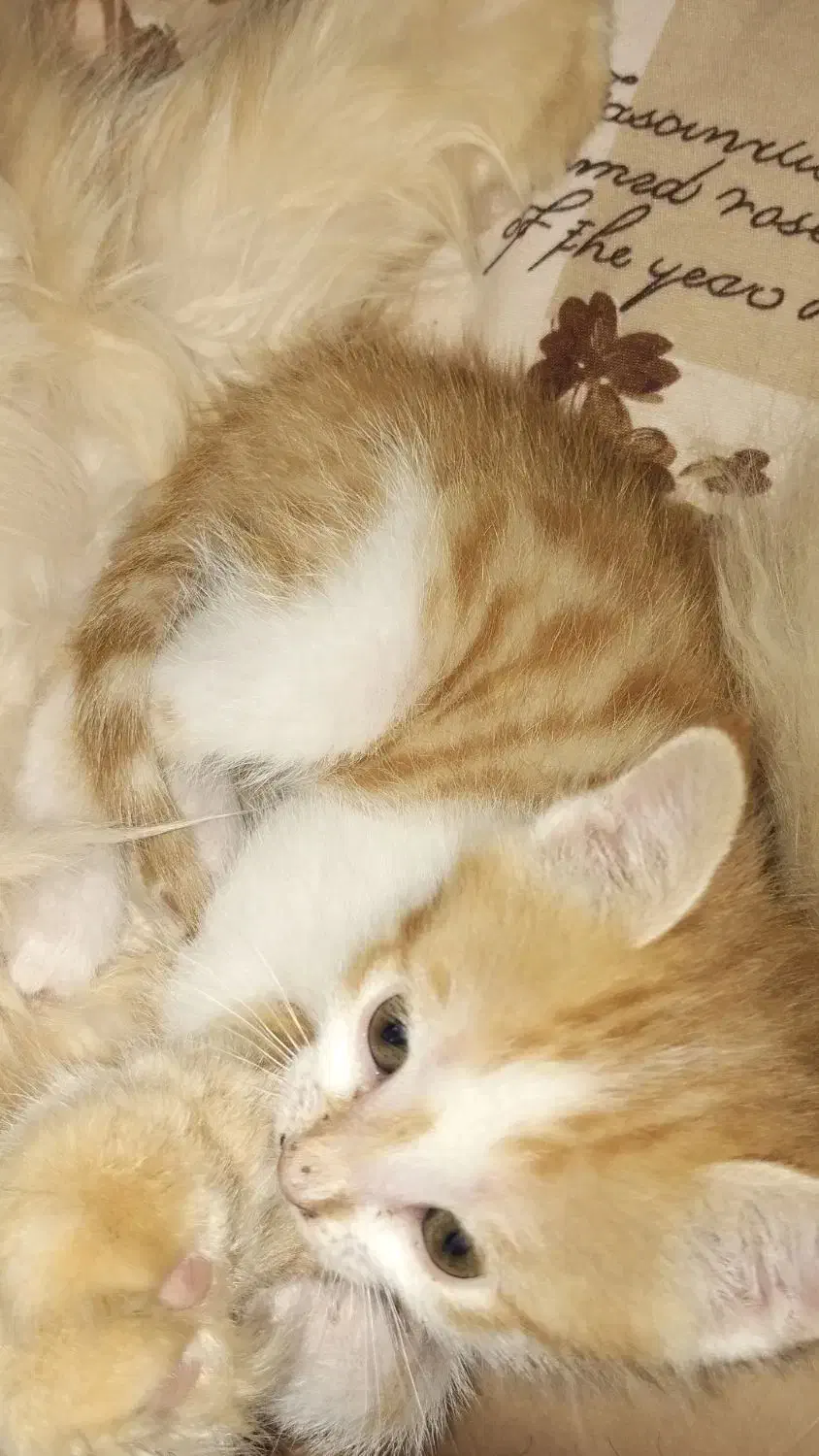 واگذاری بچه گربه|گربه|بجنورد, |دیوار