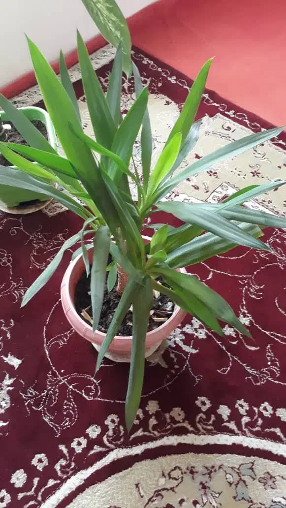 جانوشابه ای تمیز ..سالم|ظروف نگهدارنده، پلاستیکی، یک‌بارمصرف|یاسوج, |دیوار