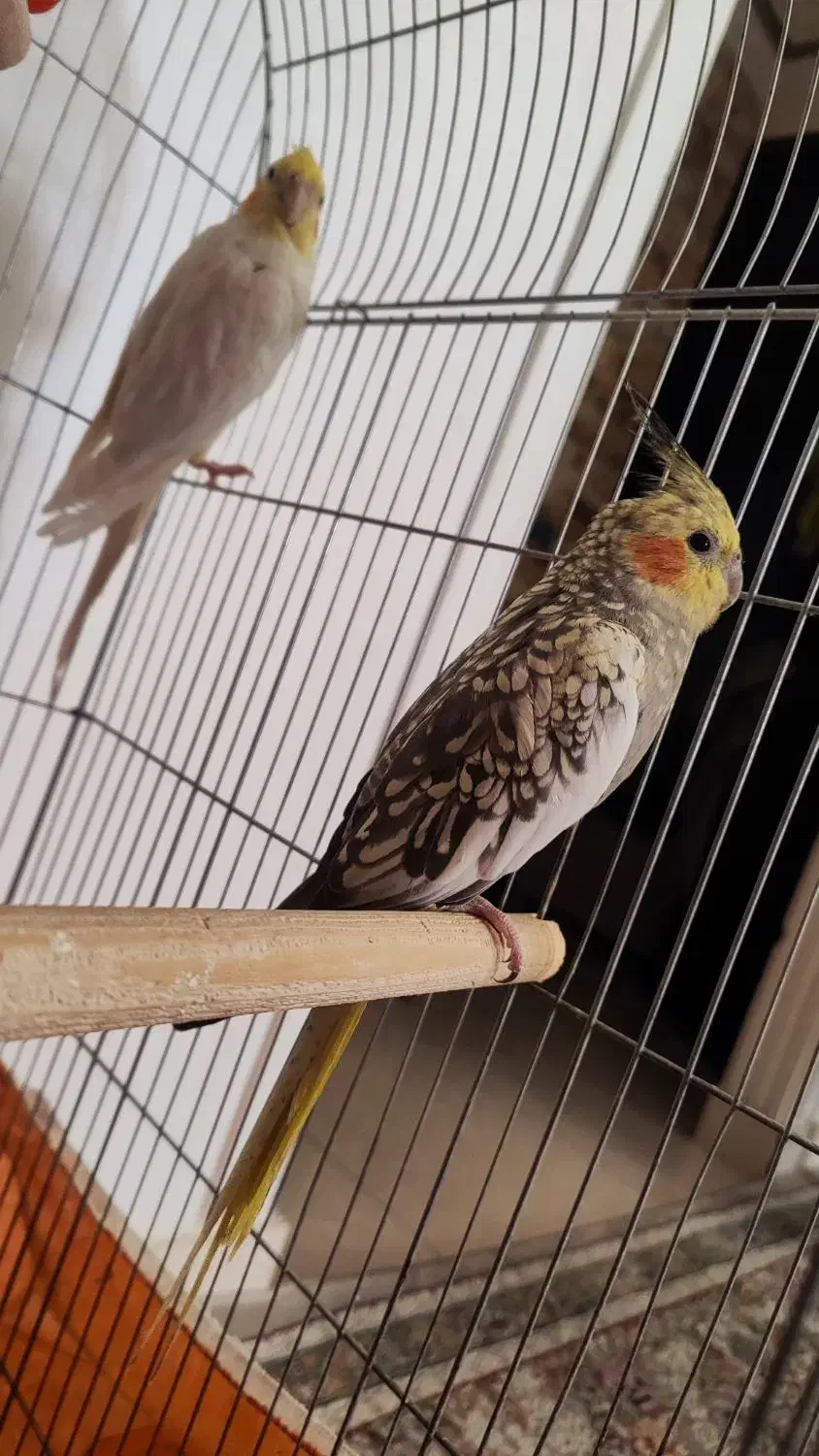 یک جفت عروس هلندی نر و ماده مولد با قفس|پرنده|پاکدشت, پاکدشت (مامازند)|دیوار