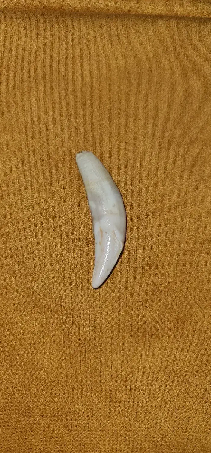 سنگ بالایی گرووگ|جواهرات|اهواز, کمپلو جنوبی|دیوار