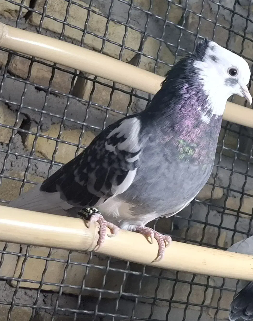 کبوتر|پرنده|بافت, |دیوار