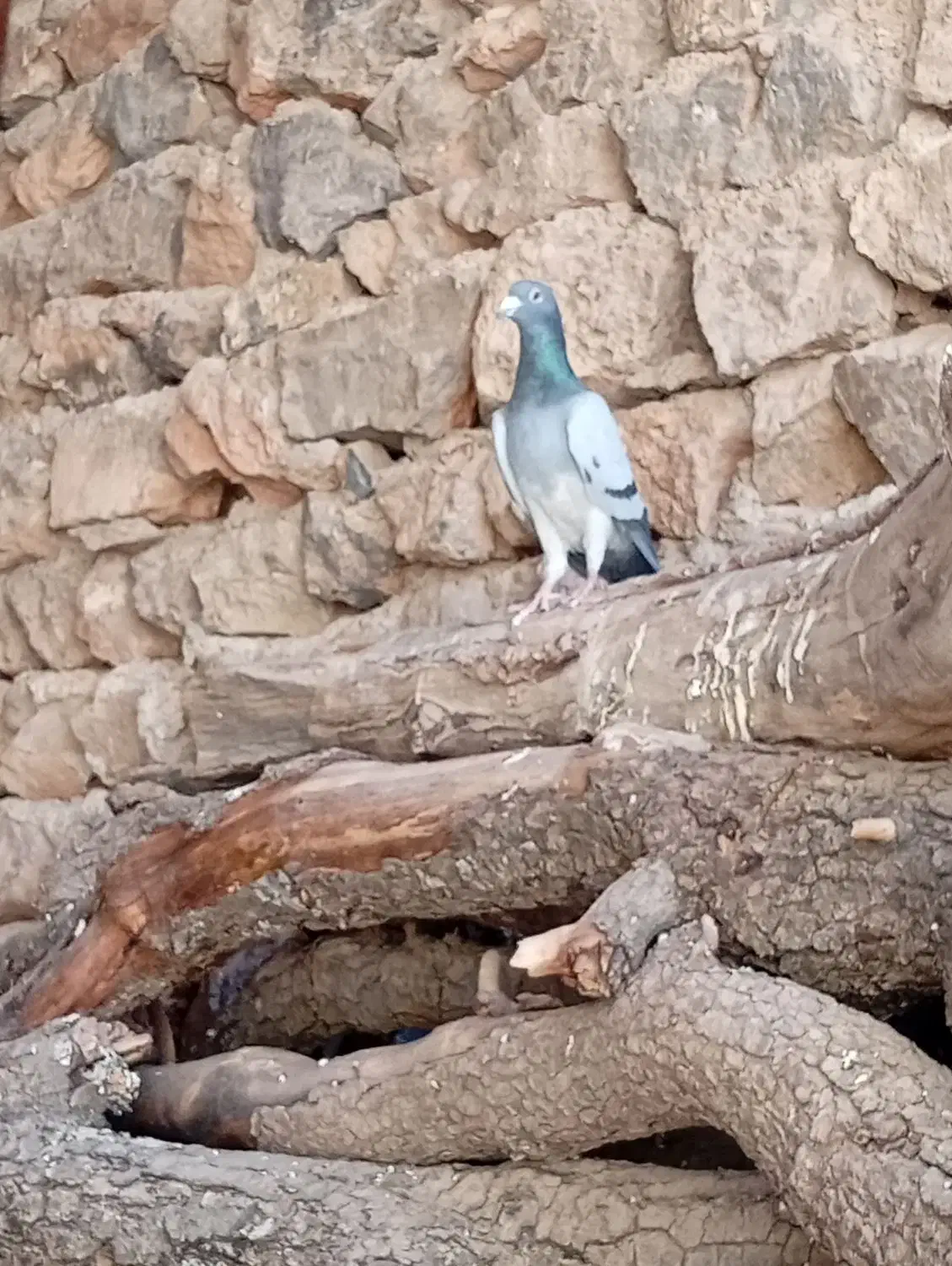 انواع کبوتر ساعتی طوقی معاوضه|پرنده|خانمیرزا, |دیوار