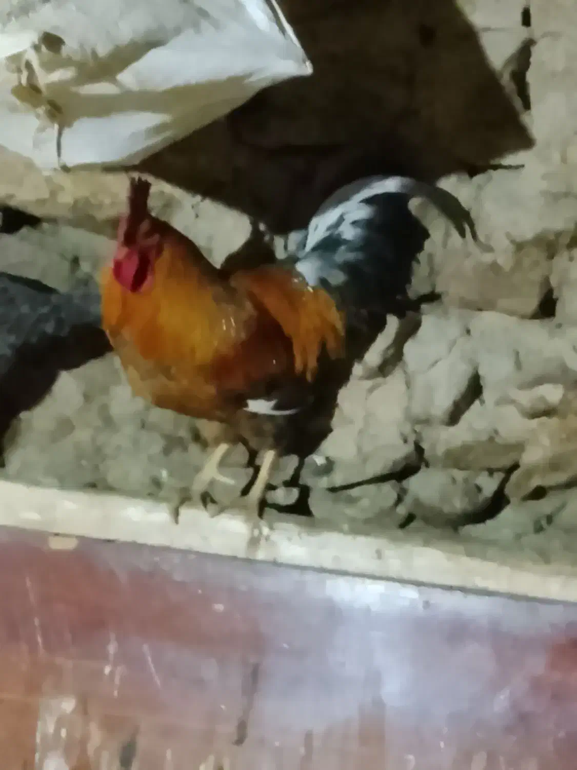 خروس محلی|حیوانات مزرعه|سروآباد, |دیوار