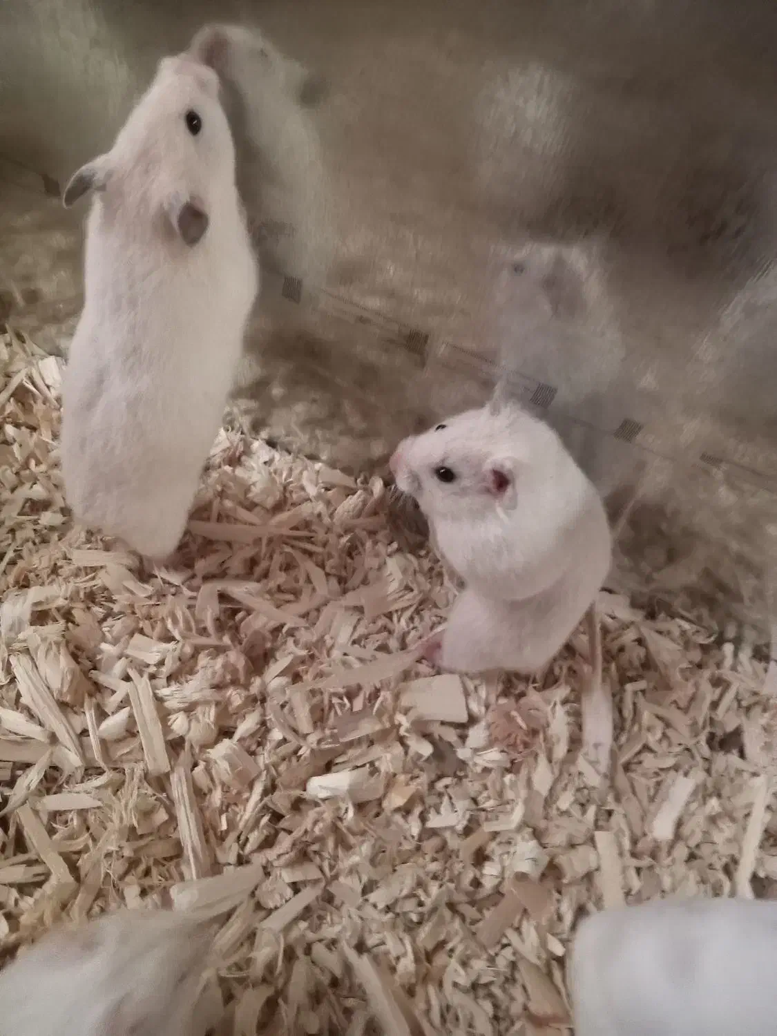 همستر|موش و خرگوش|سنندج, |دیوار