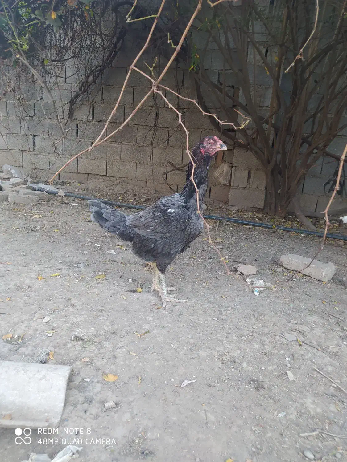مرغ طوس لاری|حیوانات مزرعه|نگین شهر, |دیوار