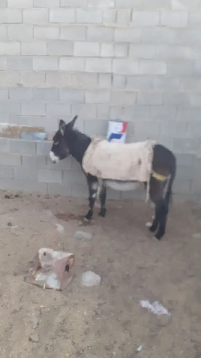 فروش الاغ ماده گله ای جوون|حیوانات مزرعه|خرم بید, |دیوار