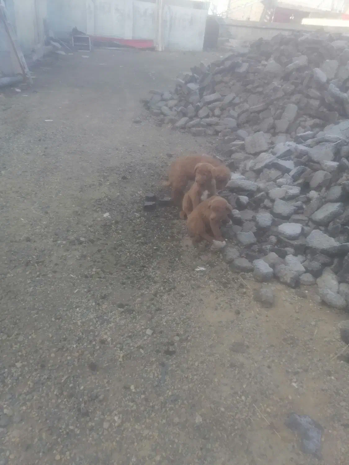 واگذاری دو توله سگ پا کوتاه رایگان|سگ|نالوس, |دیوار