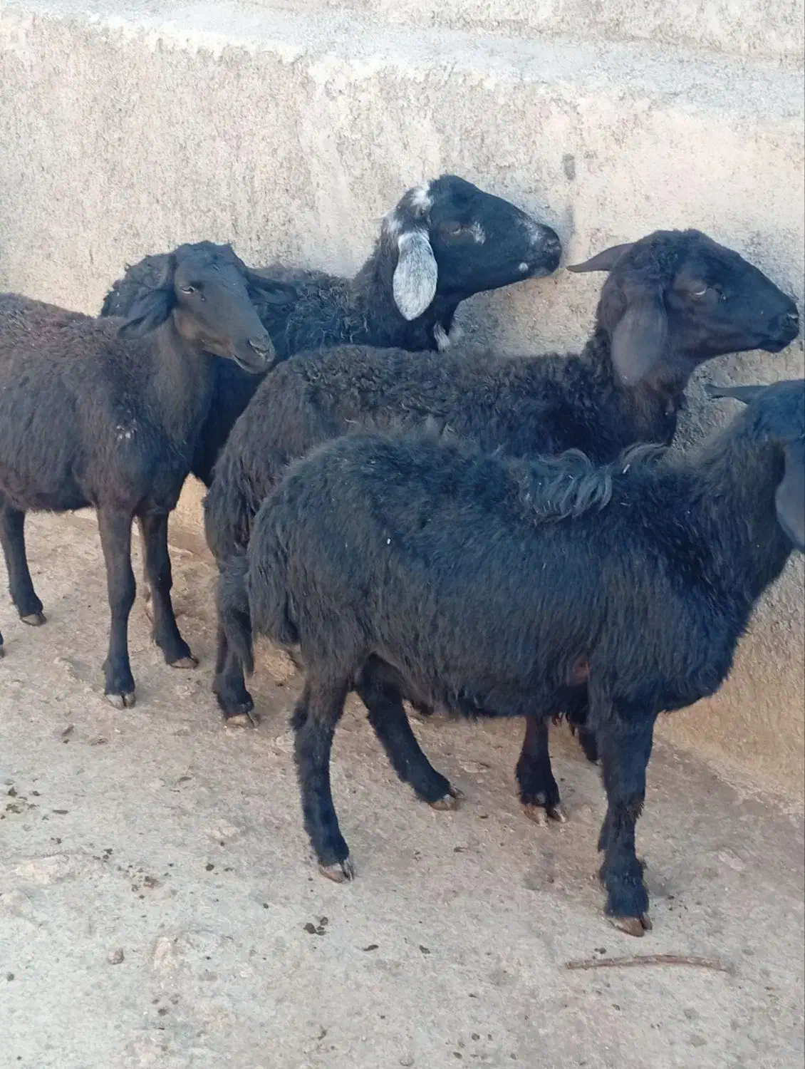 فروش۵راسبرهمادهشیشکقرهقزلافشاریلخت|حیوانات مزرعه|کنگاور, |دیوار