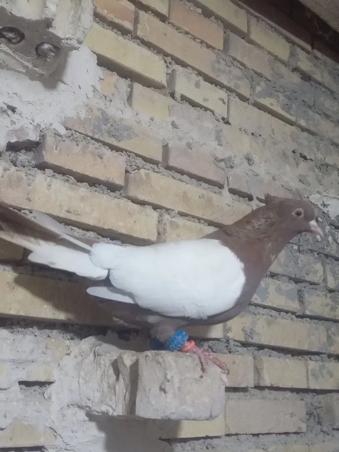 گبوتر گرفتنی شب|پرنده|خرمشهر, |دیوار