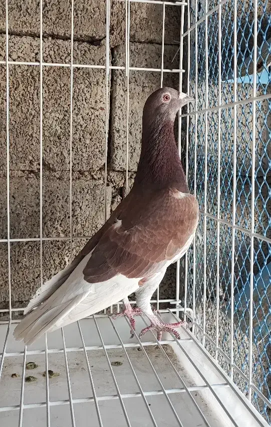 غوره ای با طاوسی|پرنده|برازجان, |دیوار