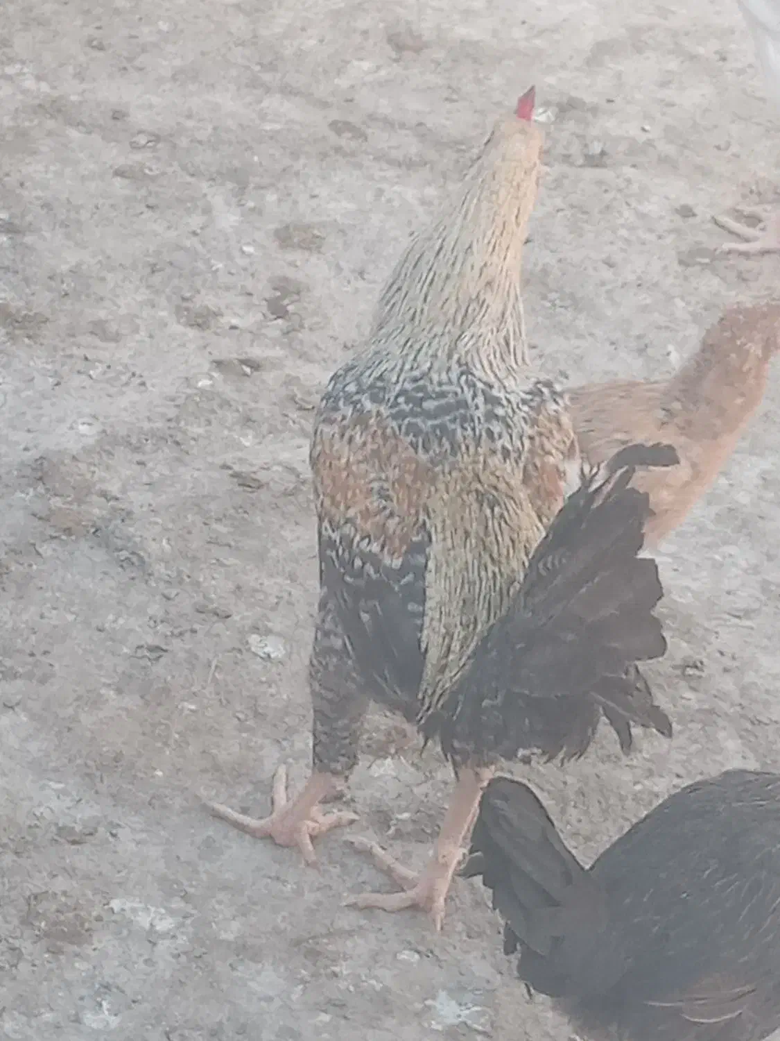 مرغ خروس. لاری . تخم بت|حیوانات مزرعه|زابل, |دیوار