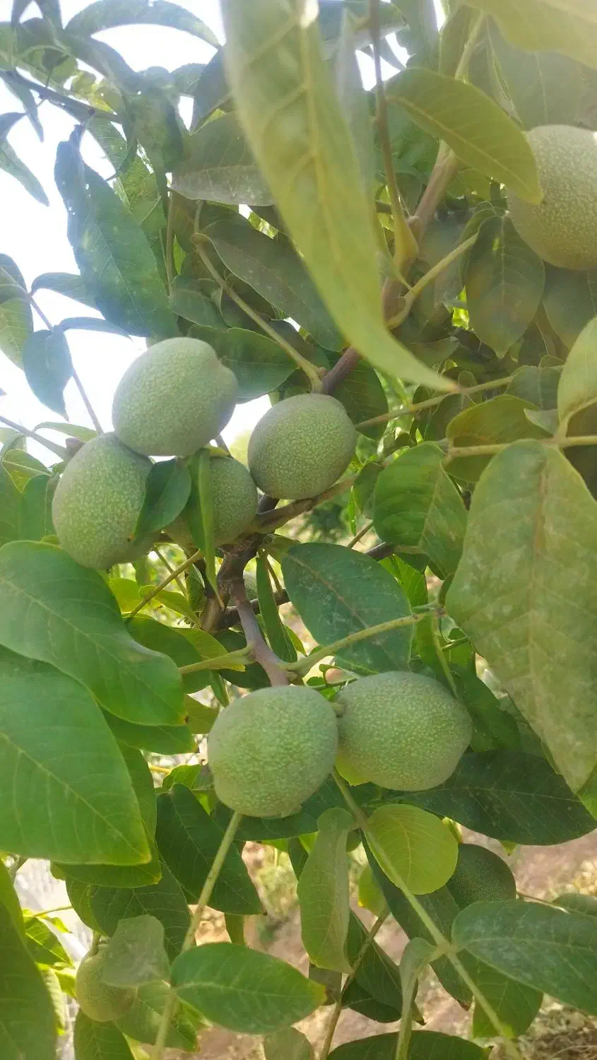 باغ 750متری پل زمانخان|فروش زمین و ملک کلنگی|فولادشهر, فولادشهر|دیوار