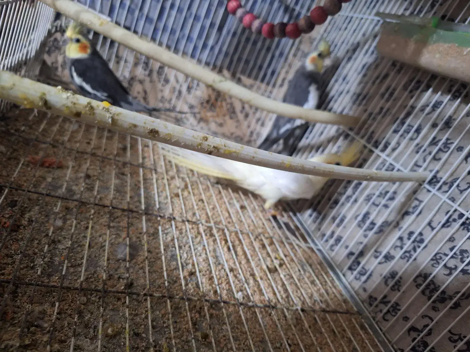 عروس هلندی|پرنده|مشهد, کشف|دیوار