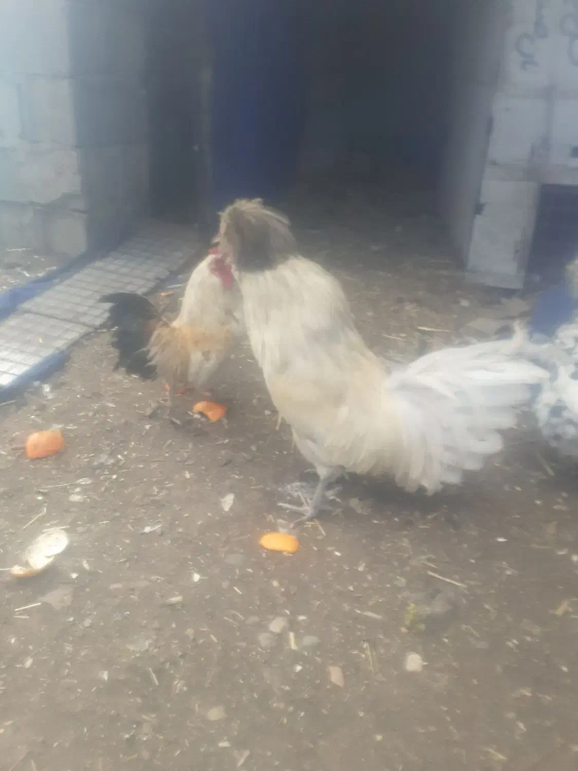 خروس مرغ|حیوانات مزرعه|قزوین, |دیوار