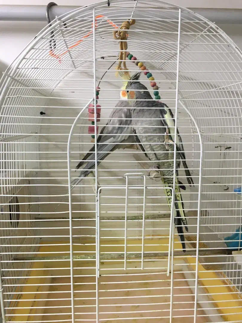 عروس هلندی|پرنده|پیرانشهر, |دیوار