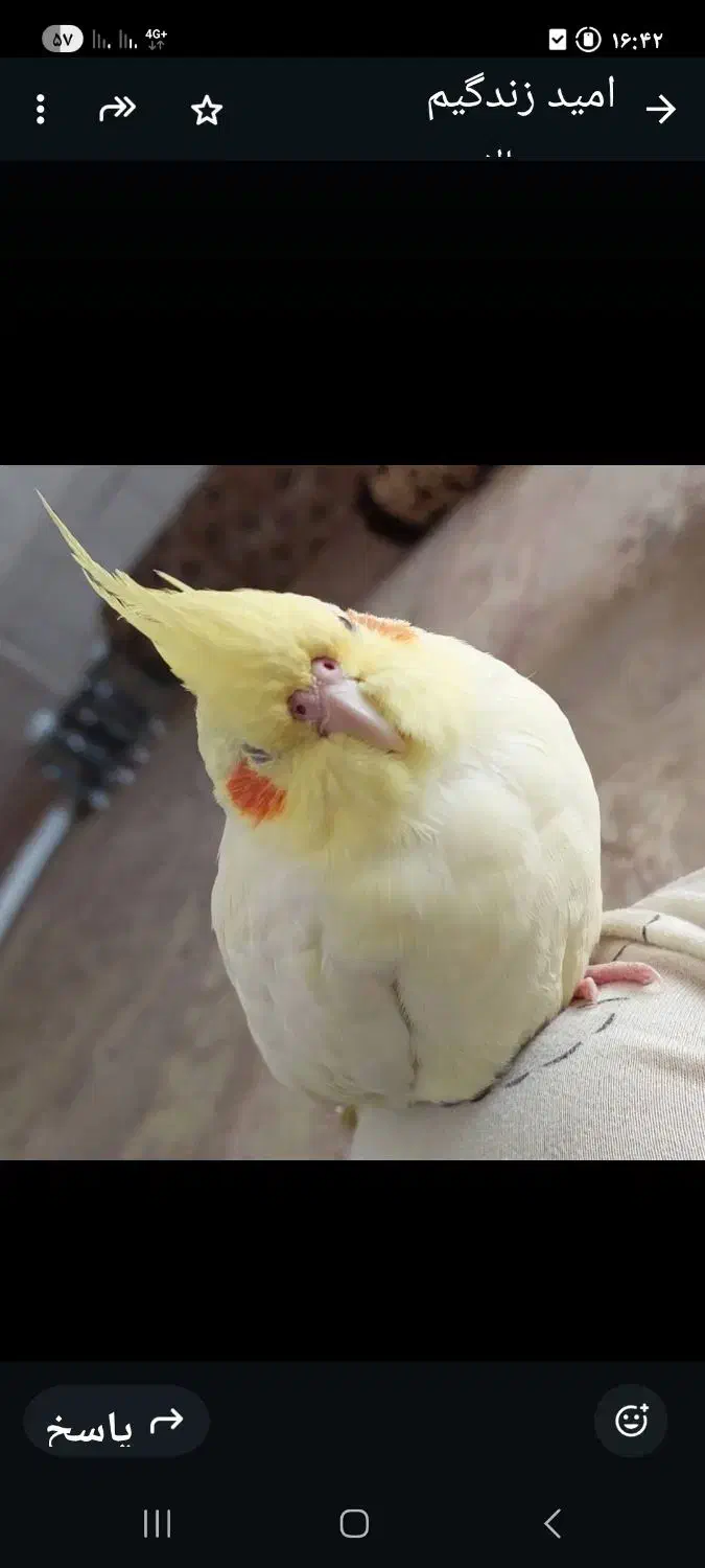 گمشده|حیوانات|شهرضا, |دیوار