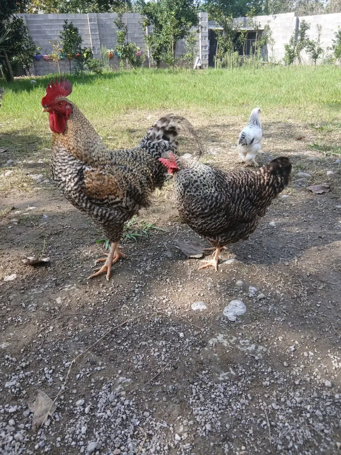 مرغ و خروس آمروک|حیوانات مزرعه|رشت, حومه رشت|دیوار