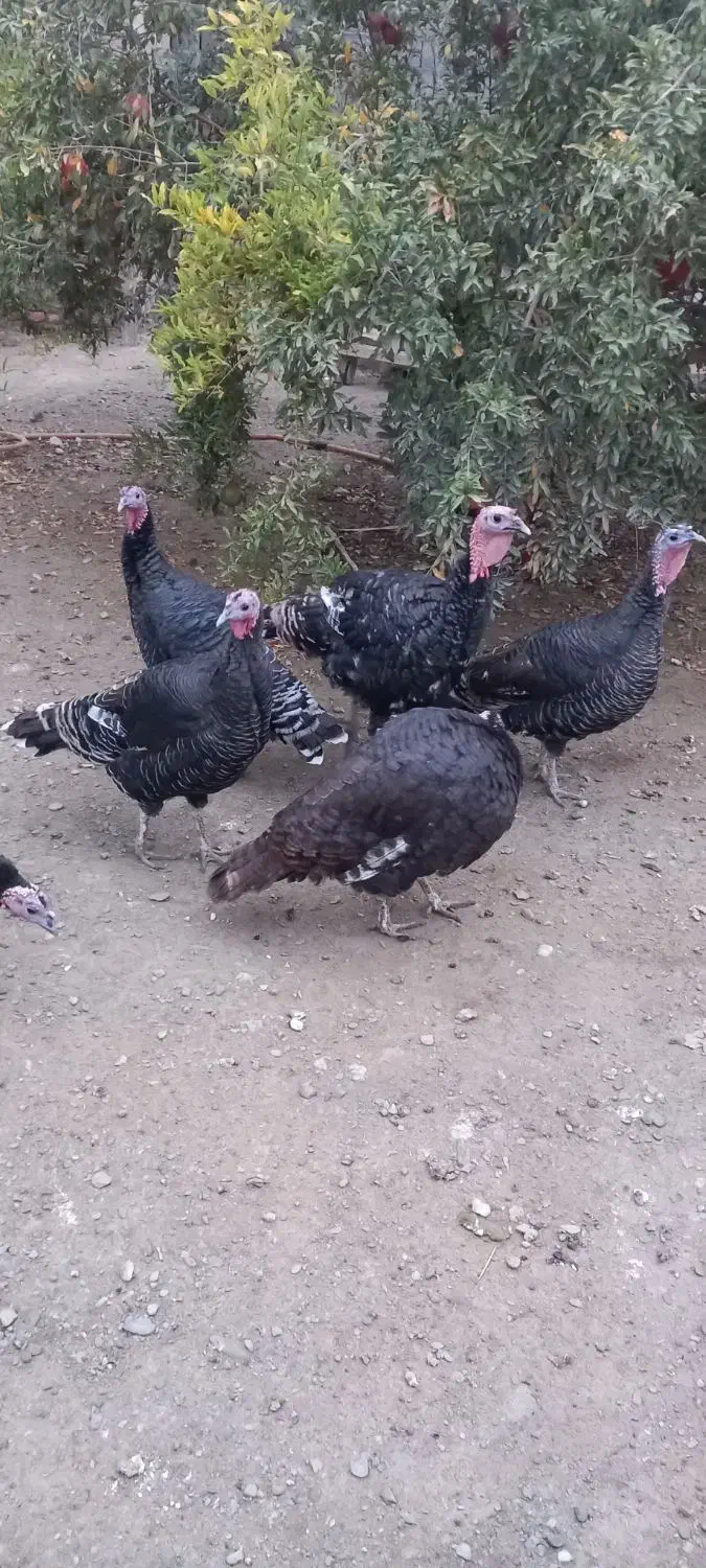 بوقلمون|حیوانات مزرعه|گمیشان, |دیوار